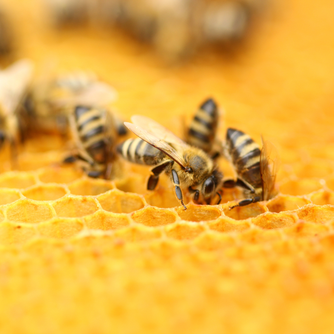 Warum Bienenwachs für die Lippenpflege von Kindern wichtig ist