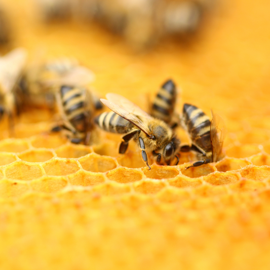 Warum Bienenwachs für die Lippenpflege von Kindern wichtig ist